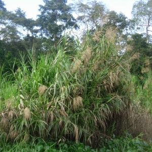 Saccharum spontaneum subsp. luzonicum Hack. (Canne à sucre fourragère)