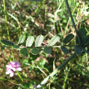 Photographie n°47800 du taxon Securigera varia subsp. varia