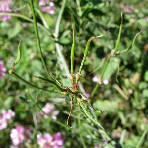 Photographie n°47802 du taxon Securigera varia subsp. varia