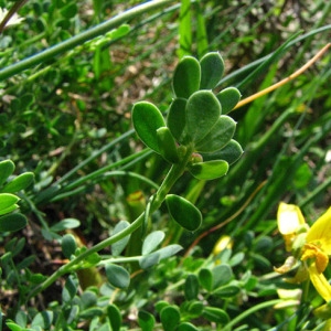 Photographie n°47803 du taxon Coronilla minima L. [1756]