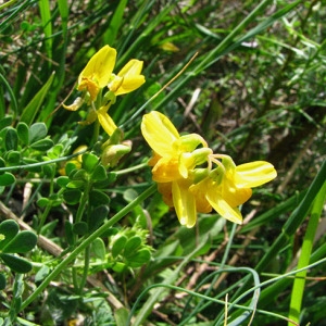 Photographie n°47804 du taxon Coronilla minima L. [1756]