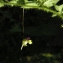  Marie-France PACAUD - Kickxia elatine subsp. elatine