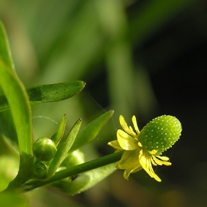 Photographie n°47808 du taxon Ranunculus sceleratus L. [1753]