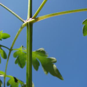  - Bidens bipinnata L. [1753]