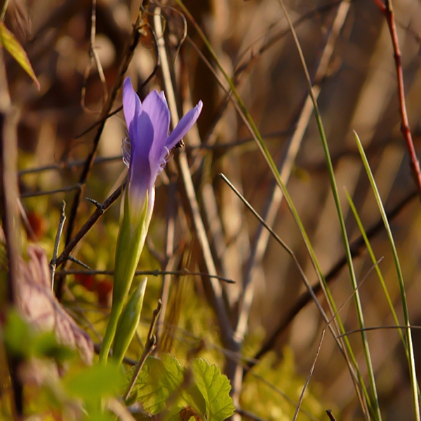 Gentianella ciliata (L.) Borkh. [1796] [nn29872] par Éric Leguay le 28/09/2009 - La Neuville-en-Tourne-à-Fuy