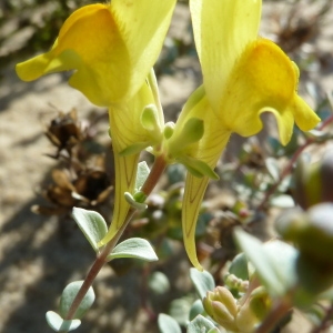 Linaria thymifolia DC. (Linaire à feuilles de thym)