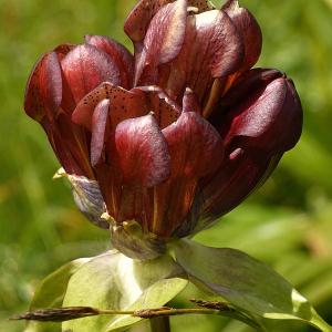 Photographie n°47825 du taxon Gentiana purpurea L. [1753]