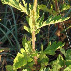 Photographie n°47848 du taxon Senecio erucifolius L. [1755]