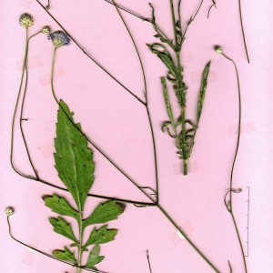 Photographie n°47885 du taxon Cephalaria transylvanica (L.) Schrad. ex Roem. & Schult. [1818]