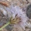  Claire Rigoulat - Cephalaria transylvanica (L.) Schrad. ex Roem. & Schult. [1818]