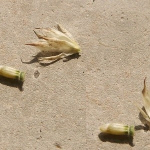 Photographie n°47887 du taxon Cephalaria transylvanica (L.) Schrad. ex Roem. & Schult. [1818]
