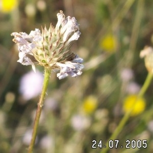 Photographie n°47888 du taxon Cephalaria transylvanica (L.) Schrad. ex Roem. & Schult. [1818]