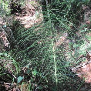 Photographie n°47919 du taxon Equisetum telmateia Ehrh. [1783]