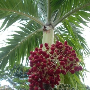 Veitchia merrillii (Becc.) H.E. Moore (Petit palmier des Philippines)