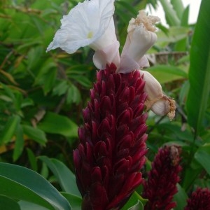  - Costus speciosus (J.Koenig) Sm.