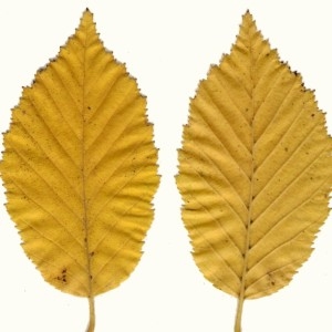 Photographie n°47931 du taxon Carpinus betulus L. [1753]