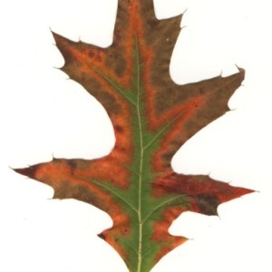 Photographie n°47934 du taxon Quercus palustris Münchh. [1770]