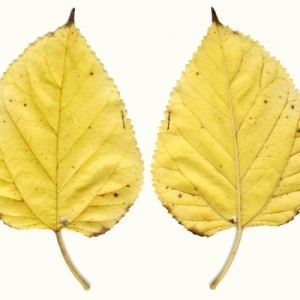 Photographie n°47940 du taxon Morus nigra L. [1753]