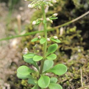 Photographie n°47942 du taxon Sedum cepaea L.