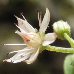 Photographie n°47943 du taxon Sedum cepaea L.