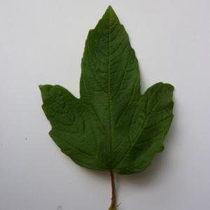 Photographie n°48008 du taxon Viburnum opulus 'Roseum' 