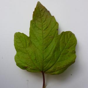 Photographie n°48009 du taxon Viburnum opulus 'Roseum' 
