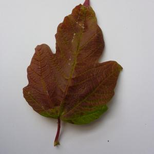 Photographie n°48012 du taxon Viburnum opulus 'Roseum' 