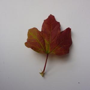 Photographie n°48013 du taxon Viburnum opulus 'Roseum' 
