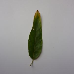 Photographie n°48014 du taxon Elaeagnus angustifolia L. [1753]