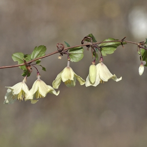 Photographie n°48024 du taxon Clematis cirrhosa L. [1753]