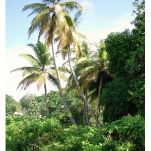 Syagrus amara (Jacq.) Mart. (Dendé)