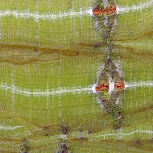 Photographie n°48055 du taxon Acer davidii Franch. [1885]