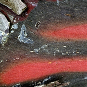 Photographie n°48066 du taxon Cupressus arizonica Greene [1882]