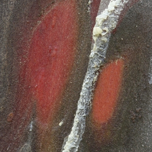 Photographie n°48068 du taxon Cupressus arizonica Greene [1882]
