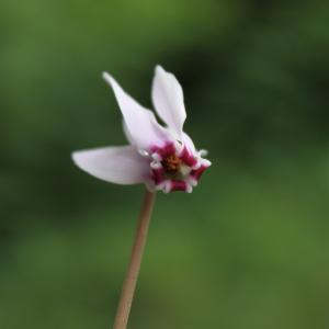 Photographie n°48098 du taxon Cyclamen hederifolium Aiton [1789]