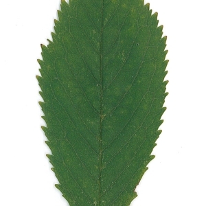 Photographie n°48110 du taxon Prunus avium (L.) L. [1755]