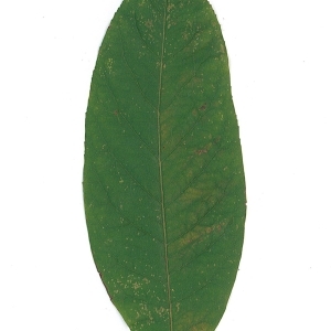 Photographie n°48116 du taxon Mespilus germanica L. [1753]