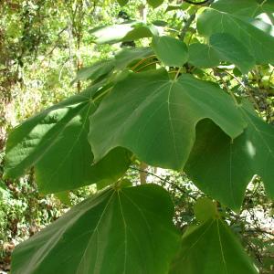 Sterculia tomentosa Thunb. (Parasol chinois)