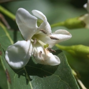 Avicennia germinans (L.) L. (Bois de mèche)