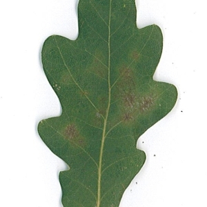 Photographie n°48165 du taxon Quercus robur L. [1753]