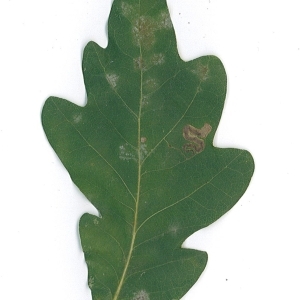 Photographie n°48166 du taxon Quercus robur L. [1753]