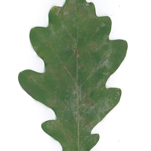 Photographie n°48167 du taxon Quercus robur L. [1753]