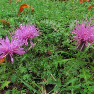 Photographie n°48241 du taxon Cirsium acaulon (L.) Scop. [1769]