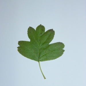 Photographie n°48265 du taxon Crataegus laevigata (Poir.) DC. [1825]