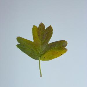 Photographie n°48266 du taxon Crataegus laevigata (Poir.) DC. [1825]