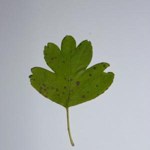 Photographie n°48268 du taxon Crataegus laevigata (Poir.) DC. [1825]