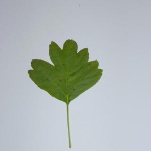 Photographie n°48271 du taxon Crataegus laevigata (Poir.) DC. [1825]