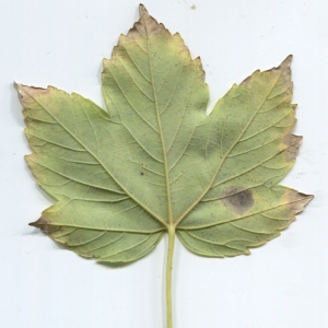 Photographie n°48351 du taxon Acer pseudoplatanus L. [1753]