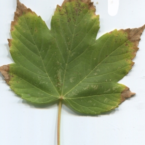 Photographie n°48355 du taxon Acer pseudoplatanus L. [1753]