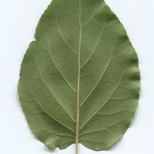 Photographie n°48356 du taxon Alnus cordata (Loisel.) Duby [1828]